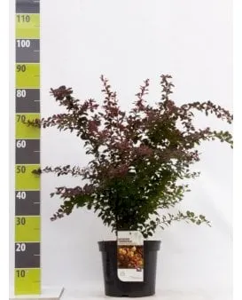 Rote Berberitze für Hecken